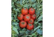 Топспорт F1 - семена томата детерминантного, 1000шт, Bejo (Бейо), Голландия фото, цена